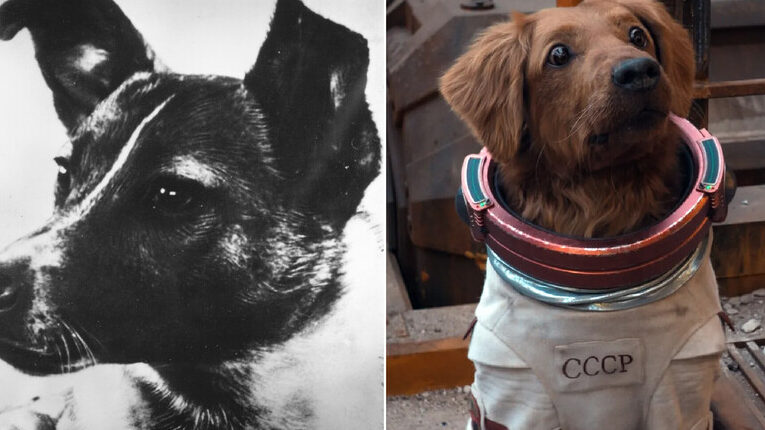 Pourquoi ce chien est indispensable aux Gardiens de la Galaxie 5 pourquoi ce chien est indispensable aux gardiens de la