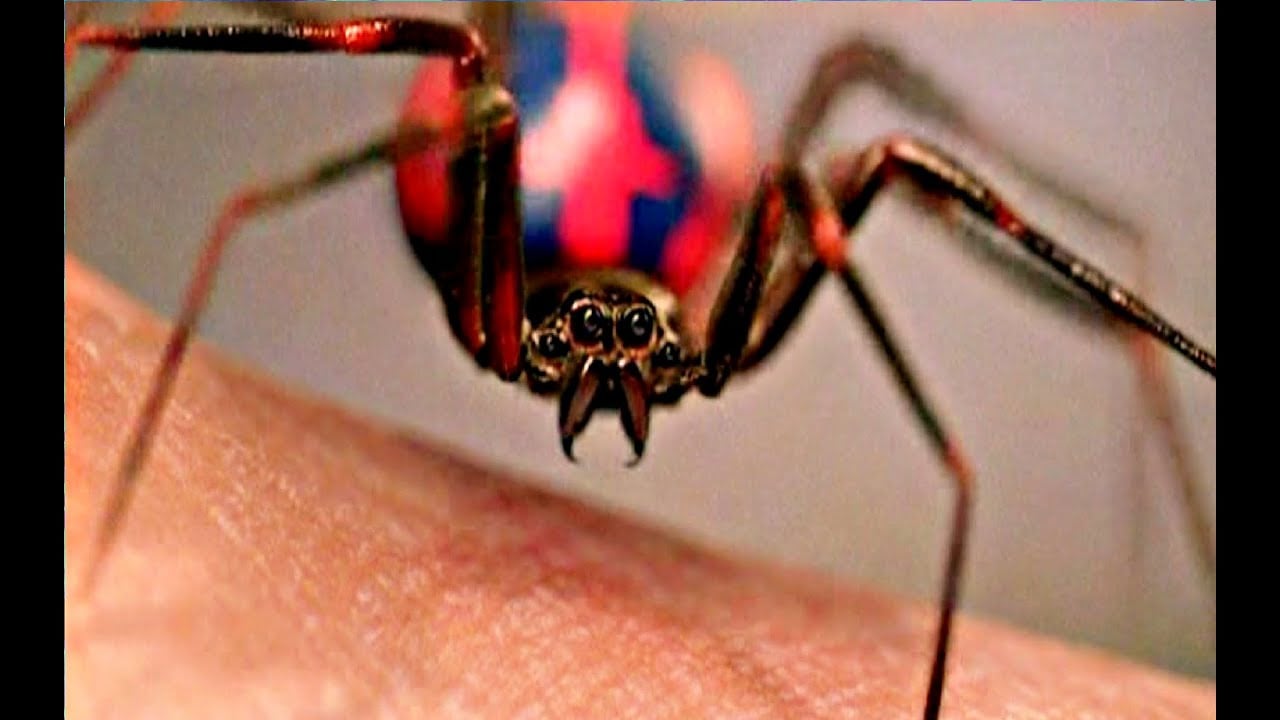 spider biter